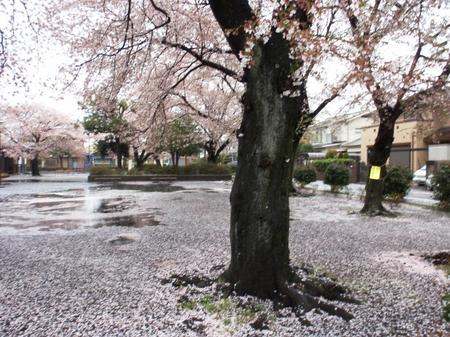 桜＆雨 001.JPG